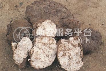 怒江茯苓种植基地供应30吨图5