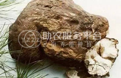 怒江茯苓种植基地供应30吨图6