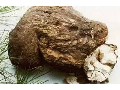 怒江茯苓种植基地供应30吨图6