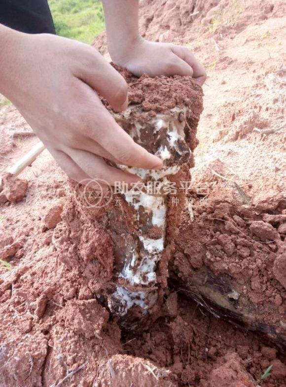 怒江茯苓种植基地供应30吨图7