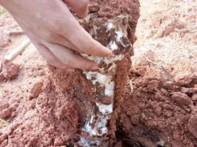 怒江茯苓种植基地供应30吨图7