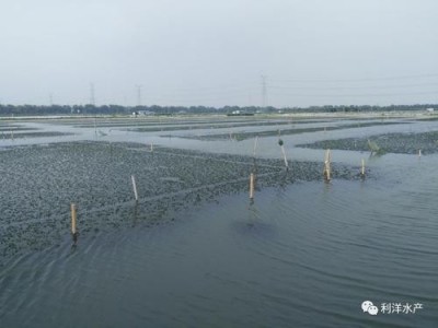 曲靖螃蟹养殖基地供应量400万只图5
