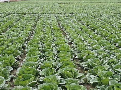 丽江永胜县永北镇绿色蔬菜种植基地 供应量20吨