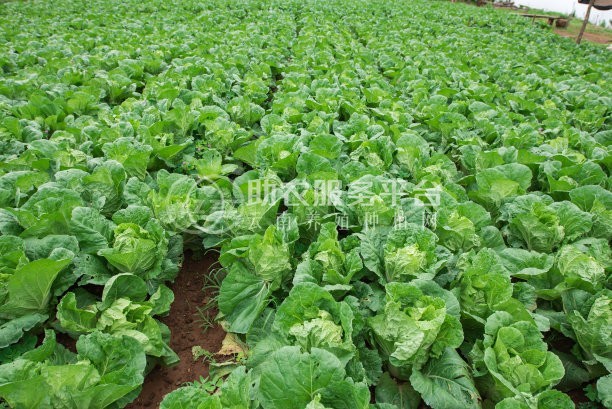 丽江永胜县永北镇绿色蔬菜种植基地 供应量20吨图2
