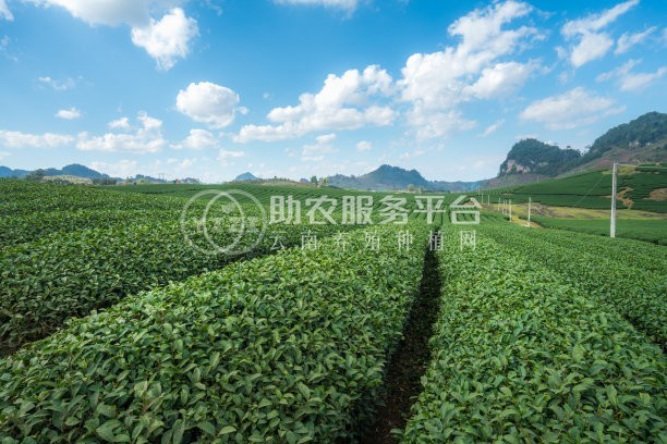 丽江永胜县永北镇绿色蔬菜种植基地 供应量20吨图3
