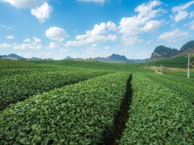 丽江永胜县永北镇绿色蔬菜种植基地 供应量20吨图3