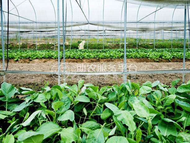 丽江永胜县永北镇绿色蔬菜种植基地 供应量20吨图4