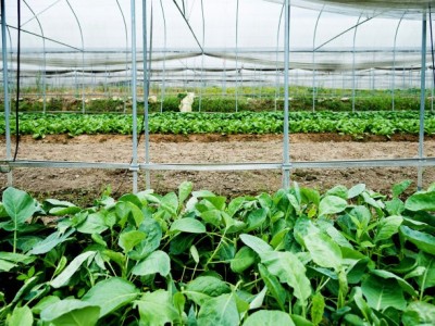 丽江永胜县永北镇绿色蔬菜种植基地 供应量20吨图4