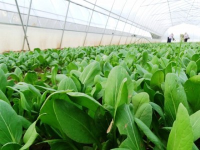 丽江永胜县永北镇绿色蔬菜种植基地 供应量20吨图5