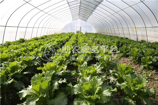 丽江永胜县永北镇绿色蔬菜种植基地 供应量20吨图6