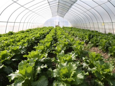 丽江永胜县永北镇绿色蔬菜种植基地 供应量20吨图6