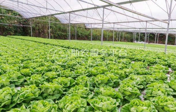 丽江永胜县永北镇绿色蔬菜种植基地 供应量20吨图7