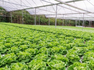 丽江永胜县永北镇绿色蔬菜种植基地 供应量20吨图7