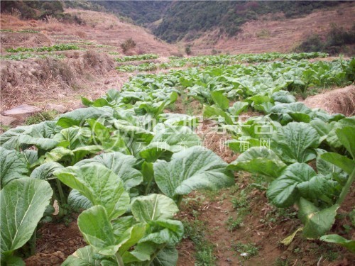 丽江永胜县永北镇绿色蔬菜种植基地 供应量20吨图8