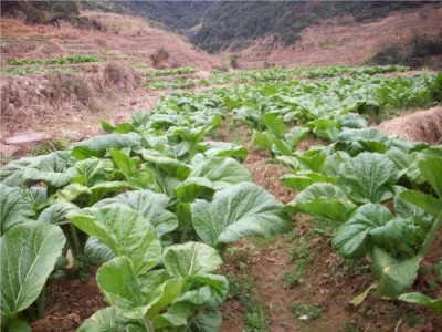 丽江永胜县永北镇绿色蔬菜种植基地 供应量20吨图8