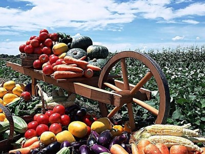 丽江永胜县永北镇绿色蔬菜种植基地 供应量20吨图9