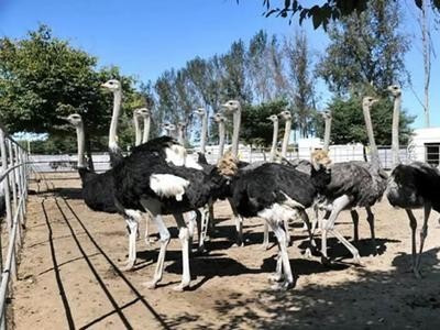 文山鸵鸟养殖基地供应量8万头图6
