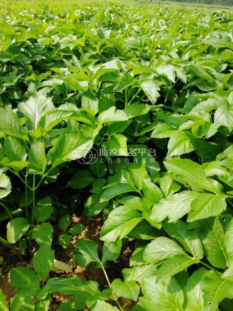 怒江白芷种植基地供应10吨图2