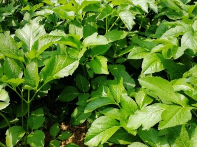 怒江白芷种植基地供应10吨图2