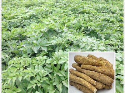 怒江白芷种植基地供应10吨图3