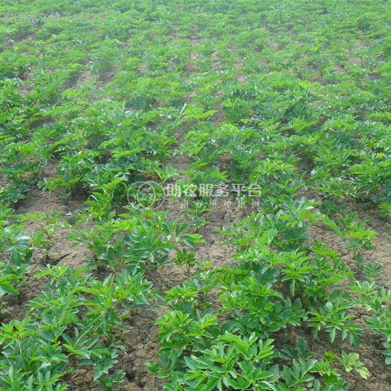 怒江白芷种植基地供应10吨图4