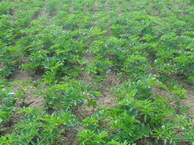 怒江白芷种植基地供应10吨图4