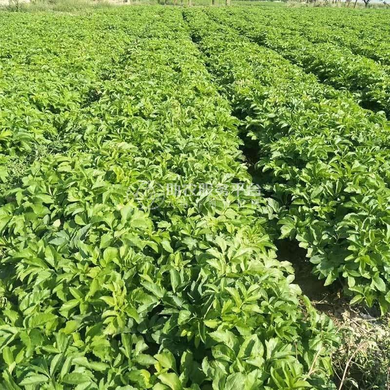 怒江白芷种植基地供应10吨图5
