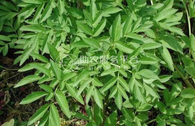 怒江白芷种植基地供应10吨图6