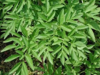 怒江白芷种植基地供应10吨图6