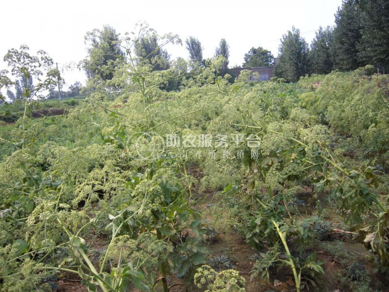 怒江白芷种植基地供应10吨图7
