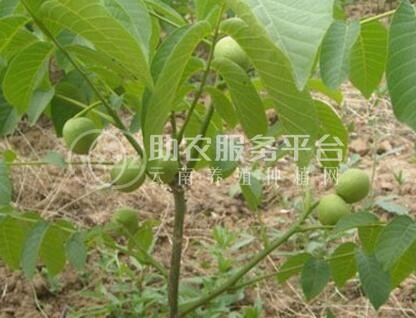 丽江宁蒗县战河乡拉光核桃种植基地 供应量 20吨图1