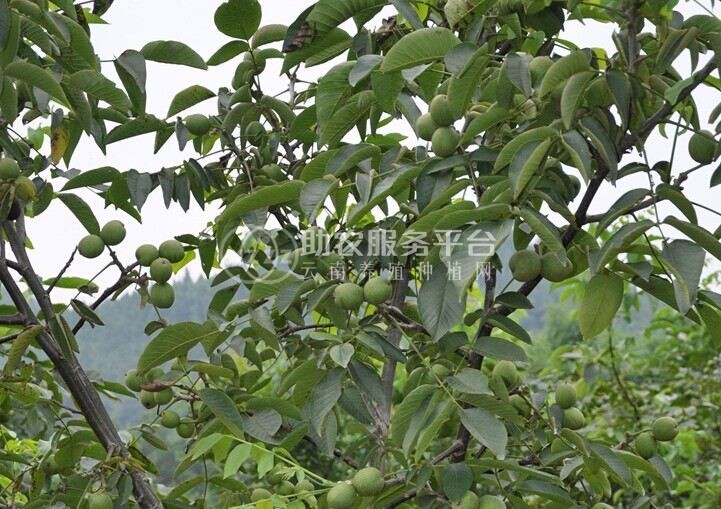 丽江宁蒗县战河乡拉光核桃种植基地 供应量 20吨图2