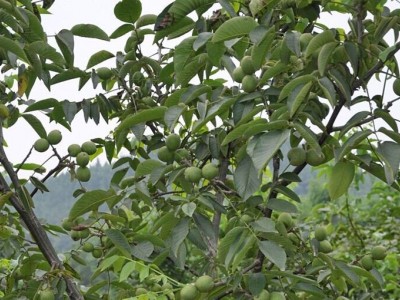 丽江宁蒗县战河乡拉光核桃种植基地 供应量 20吨图2