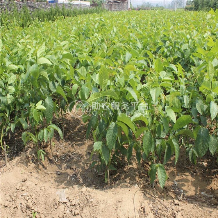 丽江宁蒗县战河乡拉光核桃种植基地 供应量 20吨图3