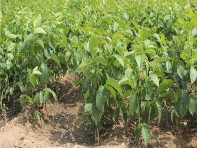 丽江宁蒗县战河乡拉光核桃种植基地 供应量 20吨图3