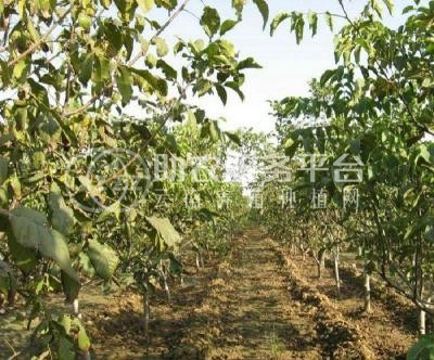 丽江宁蒗县战河乡拉光核桃种植基地 供应量 20吨图4
