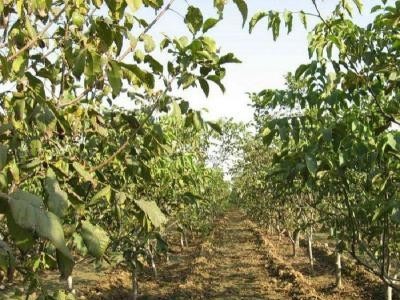 丽江宁蒗县战河乡拉光核桃种植基地 供应量 20吨图4
