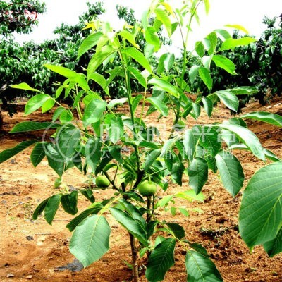 丽江宁蒗县战河乡拉光核桃种植基地 供应量 20吨图5