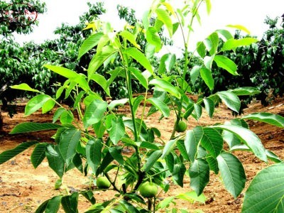 丽江宁蒗县战河乡拉光核桃种植基地 供应量 20吨图5