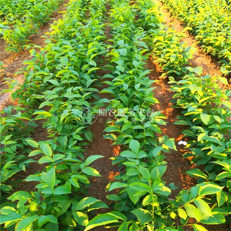 丽江宁蒗县战河乡拉光核桃种植基地 供应量 20吨图6