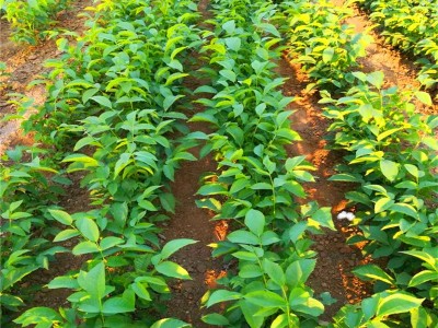 丽江宁蒗县战河乡拉光核桃种植基地 供应量 20吨图6