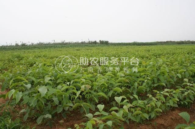 丽江宁蒗县战河乡拉光核桃种植基地 供应量 20吨图7