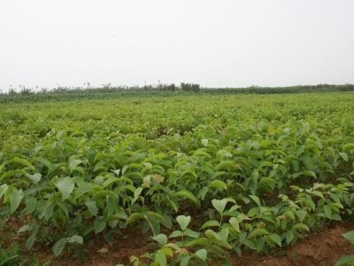 丽江宁蒗县战河乡拉光核桃种植基地 供应量 20吨图7