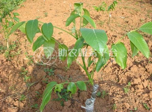 丽江宁蒗县战河乡拉光核桃种植基地 供应量 20吨图8