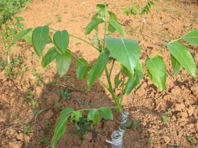 丽江宁蒗县战河乡拉光核桃种植基地 供应量 20吨图8
