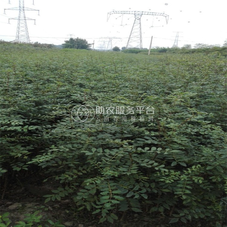 丽江永胜县顺州乡花椒种植基地图1