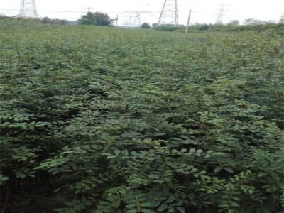丽江永胜县顺州乡花椒种植基地