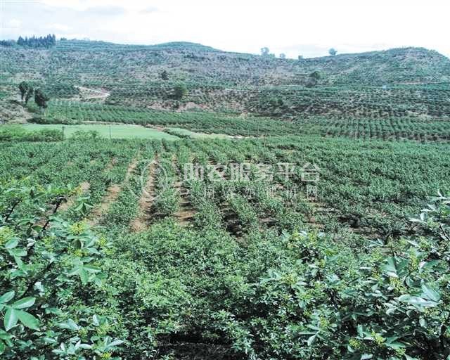 丽江永胜县顺州乡花椒种植基地图2