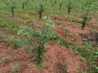丽江永胜县顺州乡花椒种植基地图3