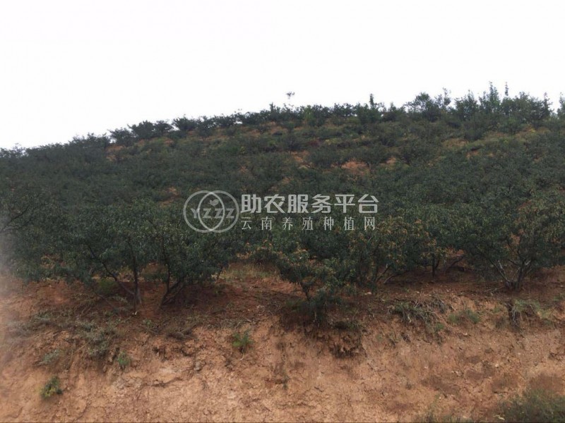 丽江永胜县顺州乡花椒种植基地图4